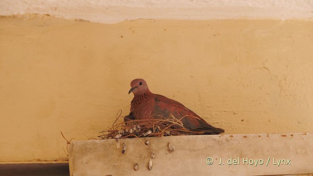 Laughing Dove - ML225484201