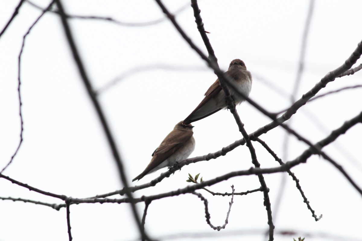 Northern Rough-winged Swallow - Lily Morello