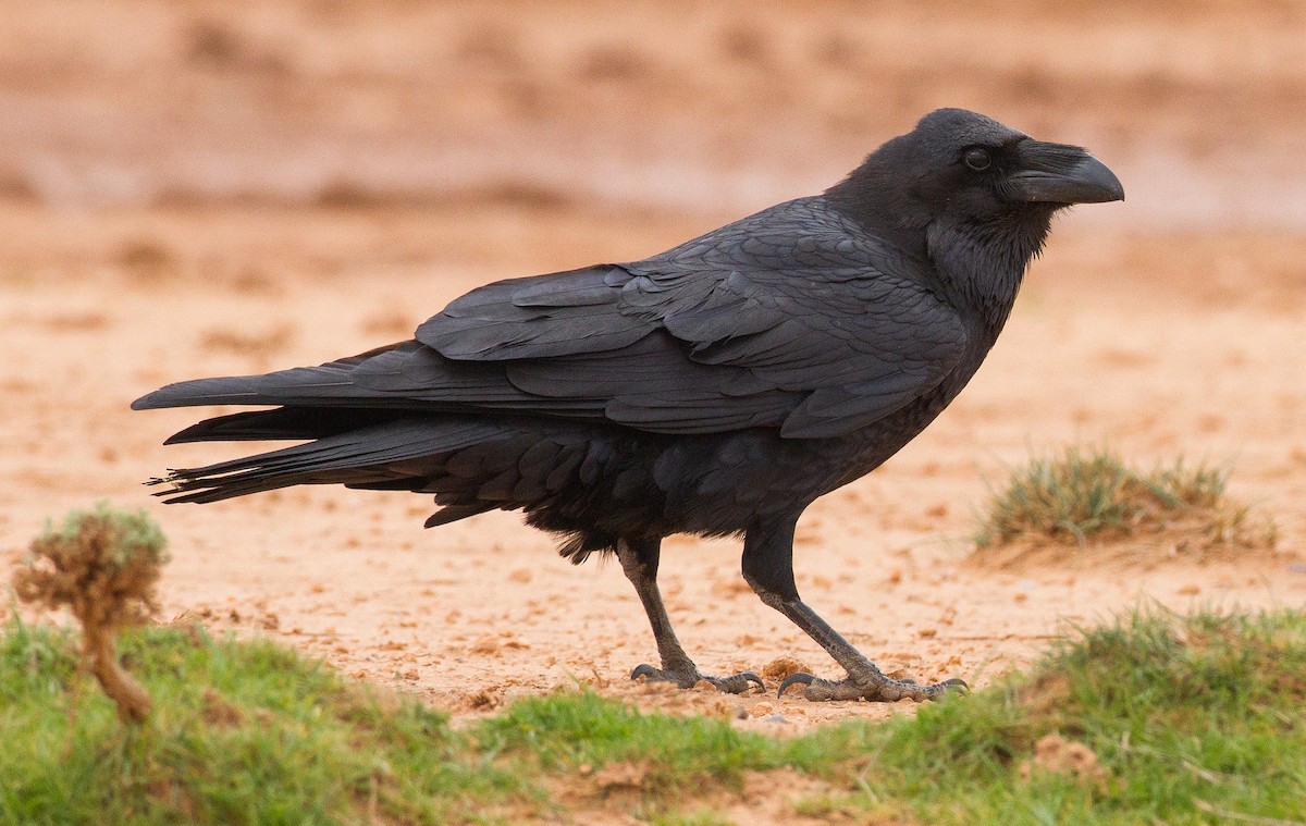 Common Raven - José Martín