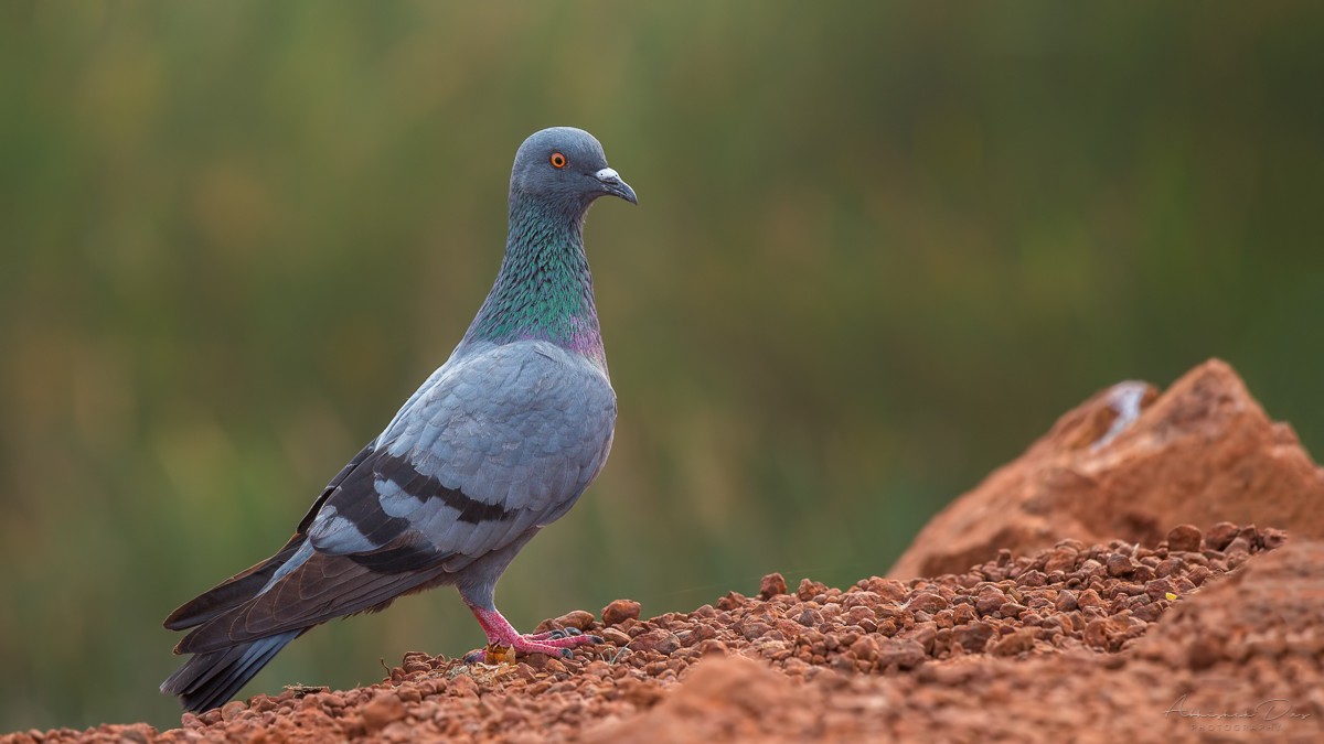 Rock Pigeon (Feral Pigeon) - Abhishek Das