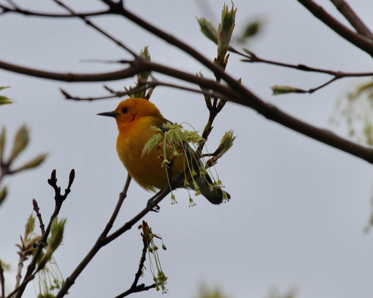 Prothonotary Warbler - ML225493721