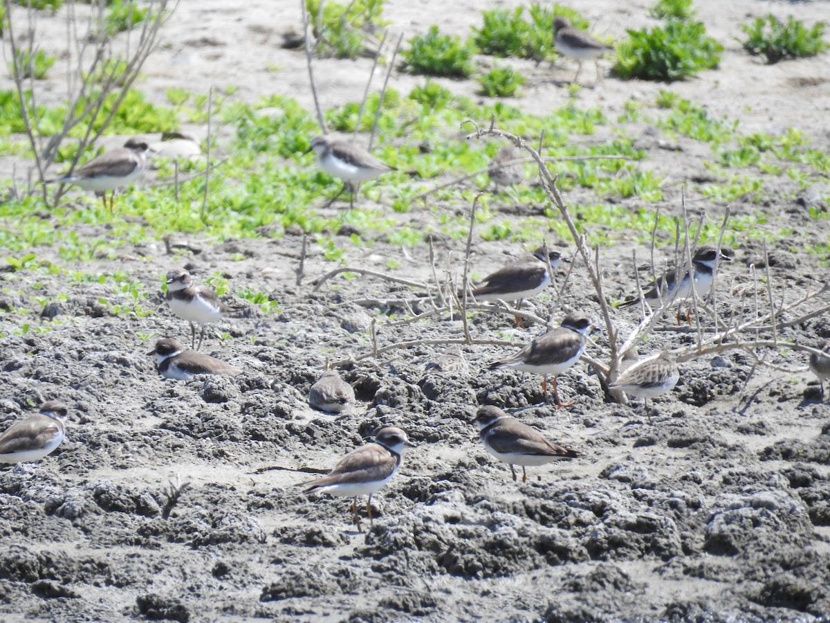 Semipalmated Plover - ML225494521