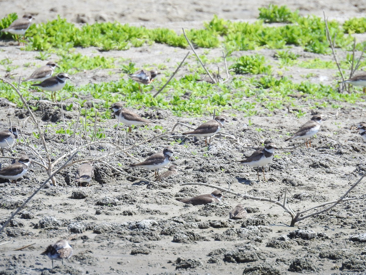 Semipalmated Plover - ML225494621