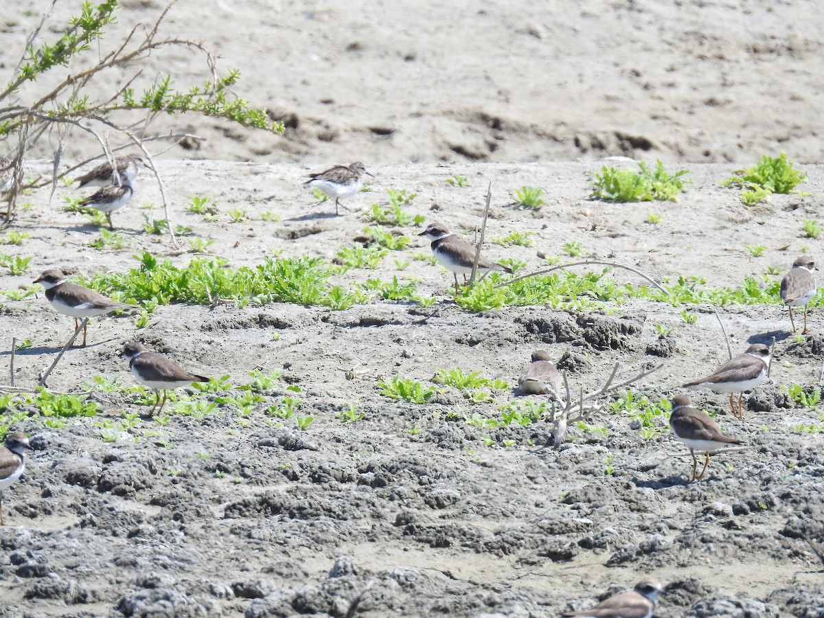 Semipalmated Plover - ML225494671