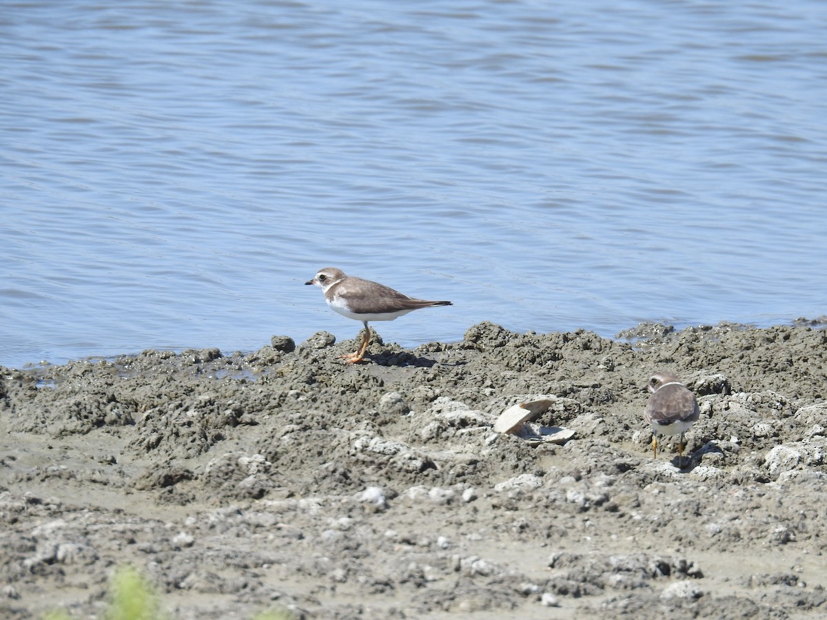 Semipalmated Plover - ML225494801