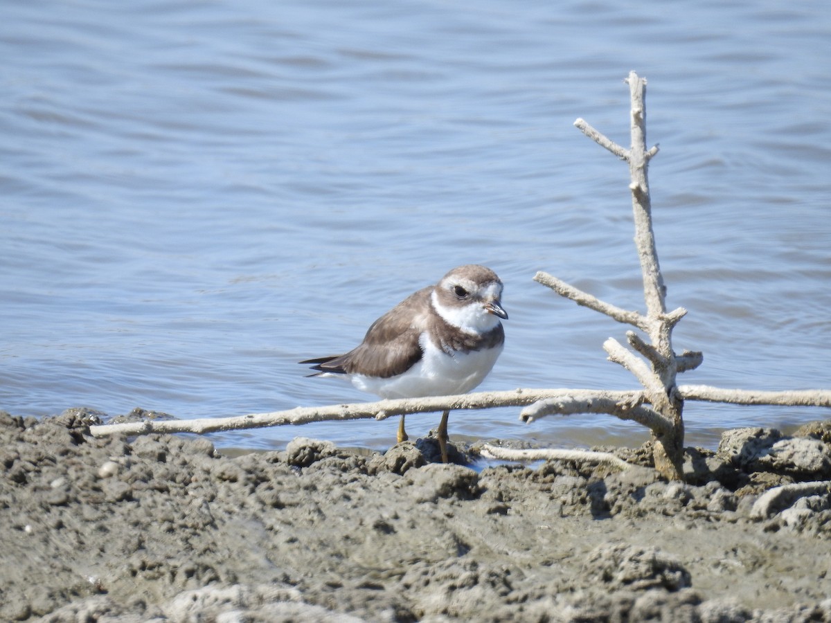 Semipalmated Plover - ML225495031