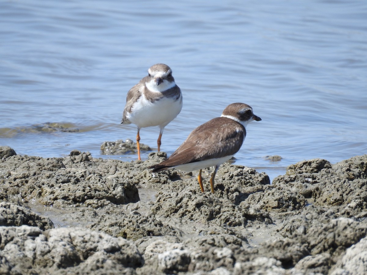 Semipalmated Plover - ML225495051