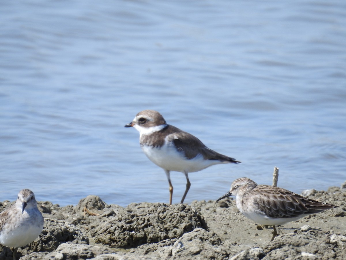 Semipalmated Plover - ML225495081