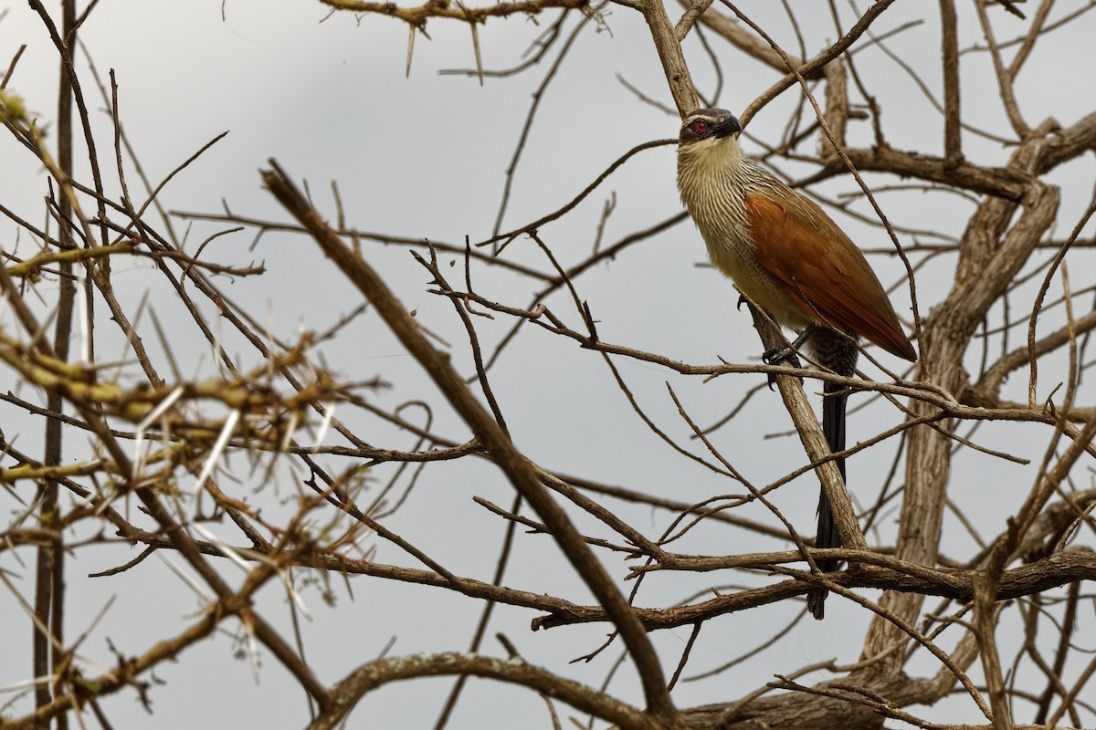 White-browed Coucal - ML225495861