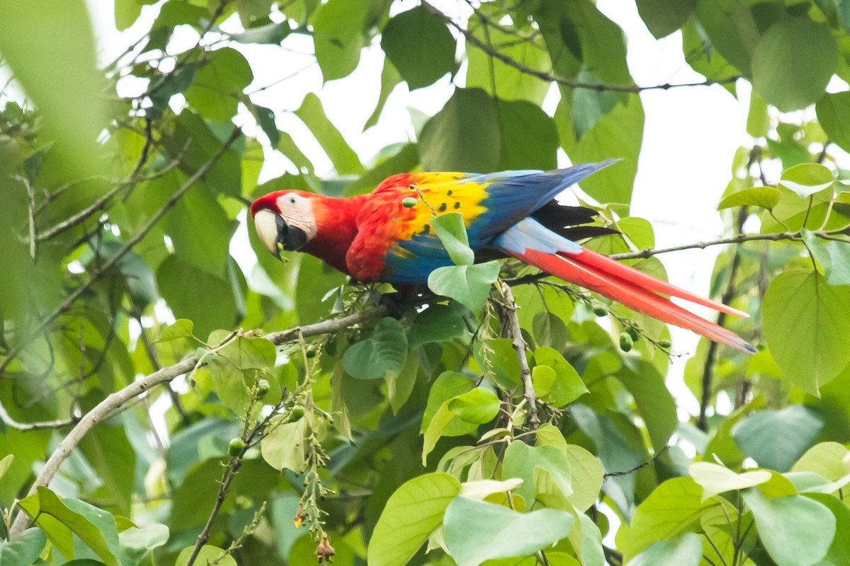 Scarlet Macaw - ML225497841