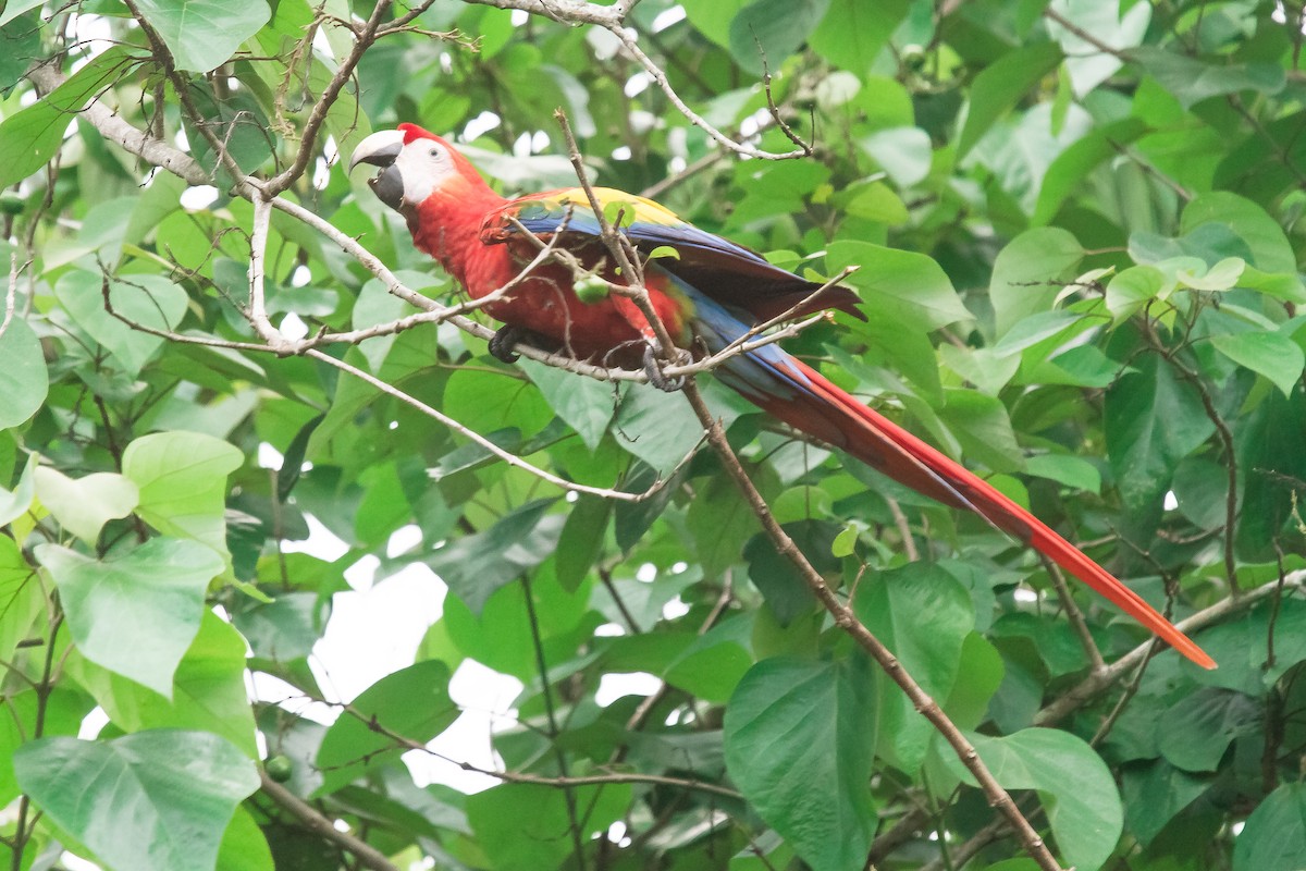 Scarlet Macaw - ML225497901