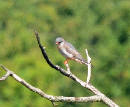 Red-footed Falcon - Kevin Guest