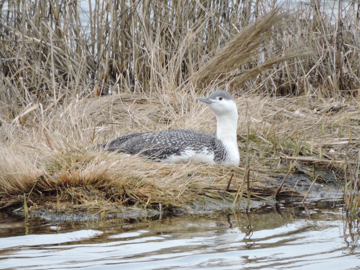 Red-throated Loon - ML225503201
