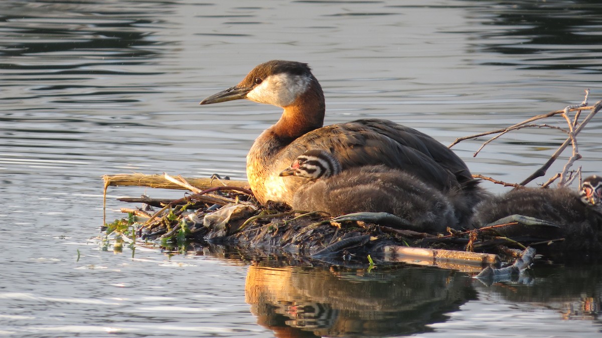 Red-necked Grebe - ML22550631