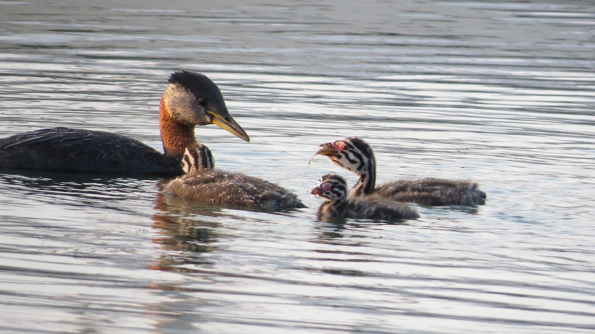 Red-necked Grebe - ML22550671
