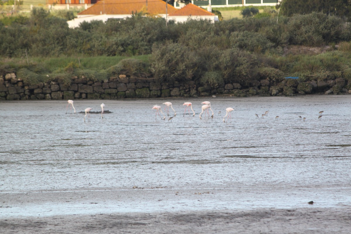 Greater Flamingo - Carlos Marta