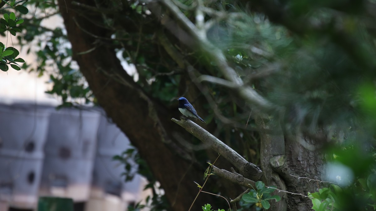 Blue-and-white Flycatcher - Chi-Hsuan Shao