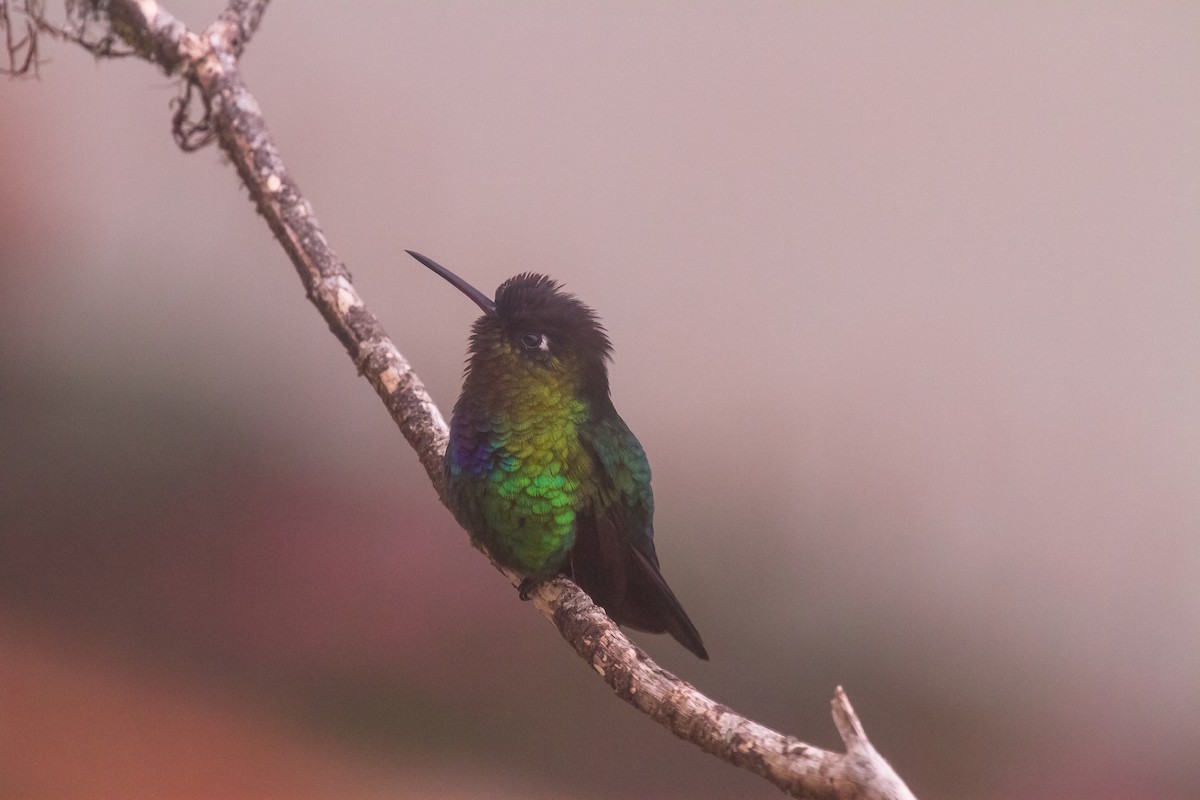 Fiery-throated Hummingbird - Chris Dennard