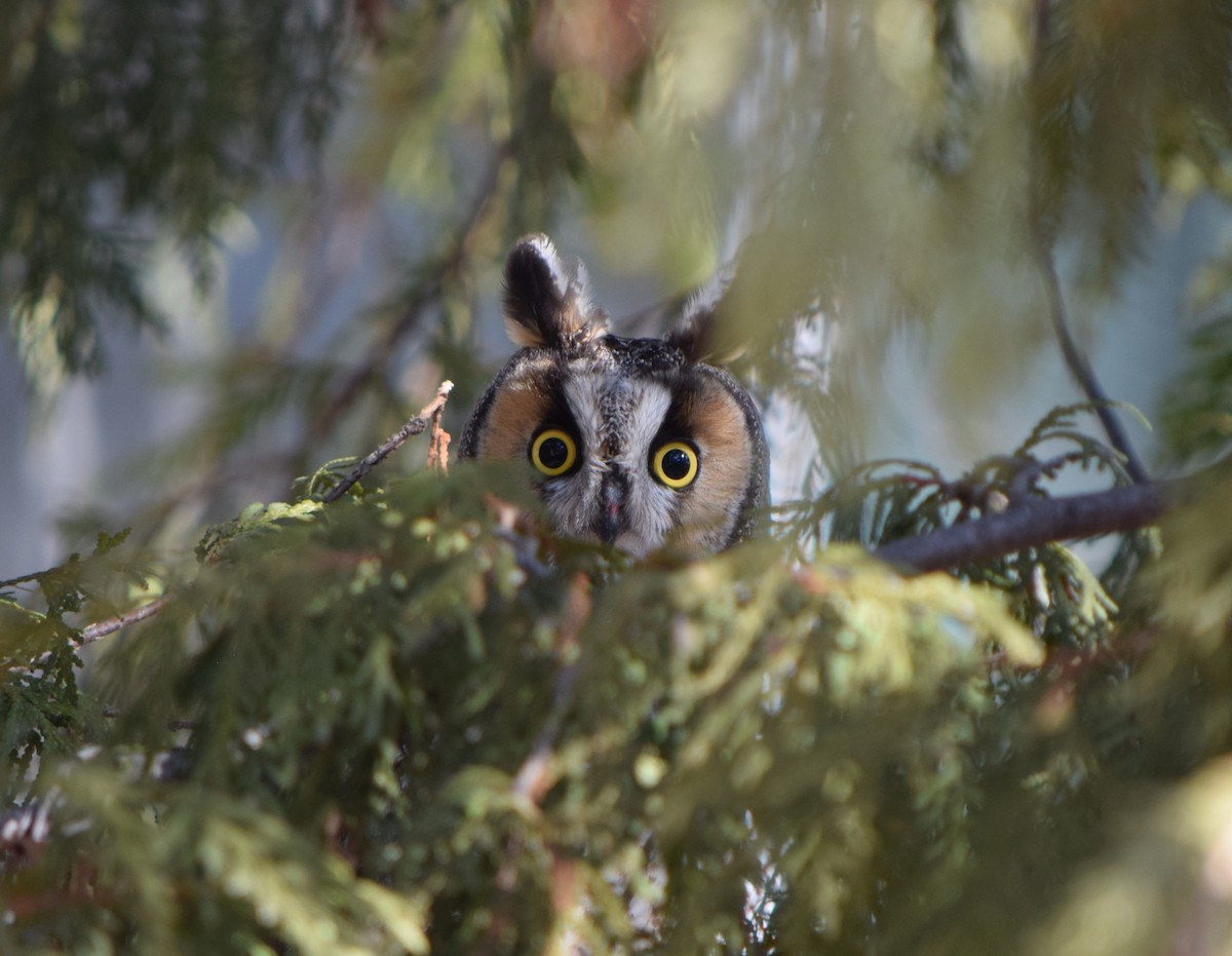 Long-eared Owl - ML225512921
