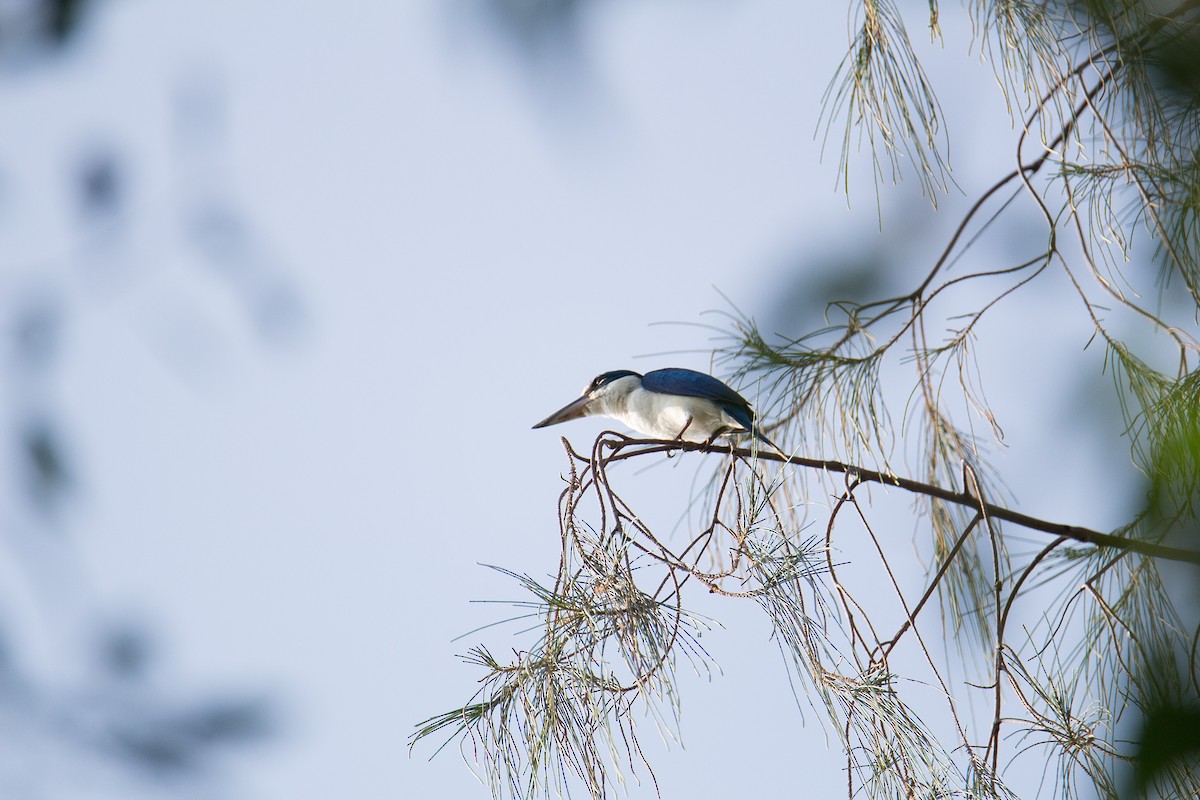 Collared Kingfisher - Akekachoke Buranaanun