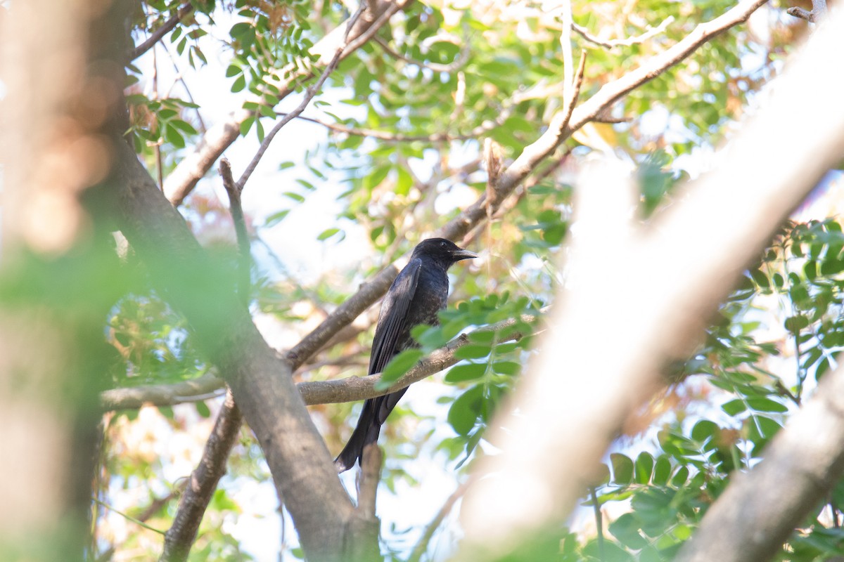 Crow-billed Drongo - Akekachoke Buranaanun