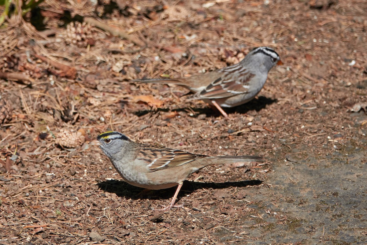 White-crowned x Golden-crowned Sparrow (hybrid) - ML225515231