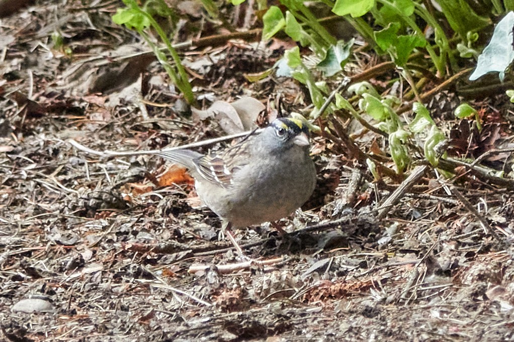 White-crowned x Golden-crowned Sparrow (hybrid) - ML225515261
