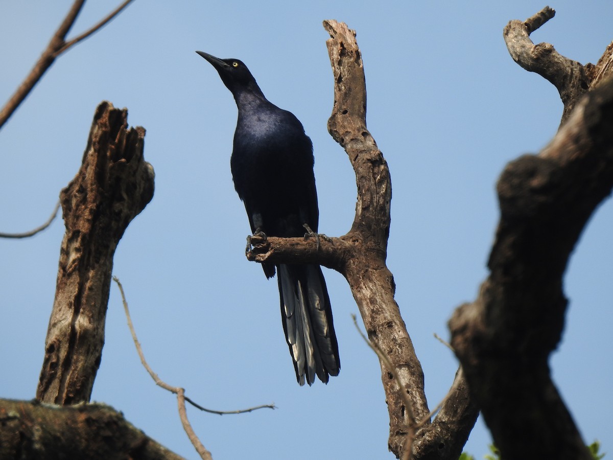 Great-tailed Grackle - ML225515881
