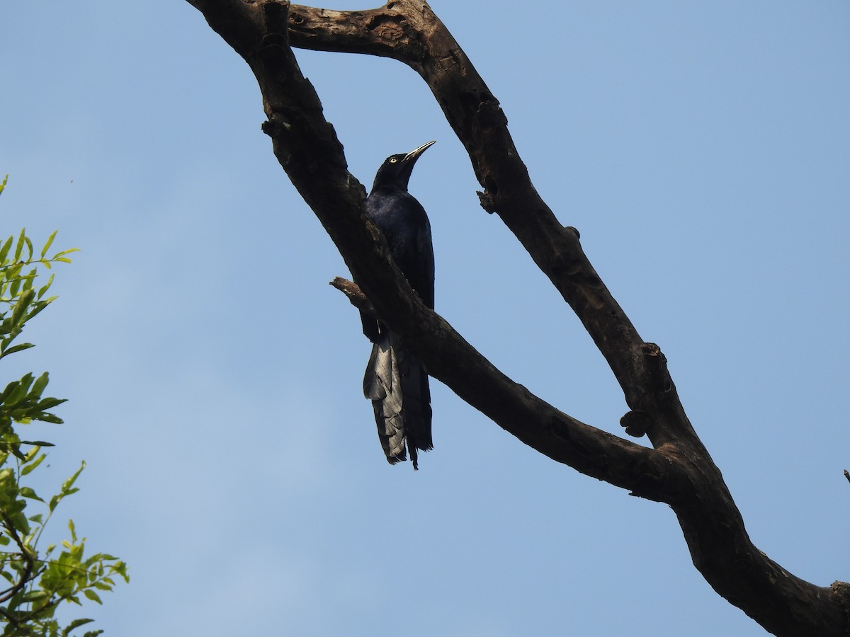 Great-tailed Grackle - ML225515931