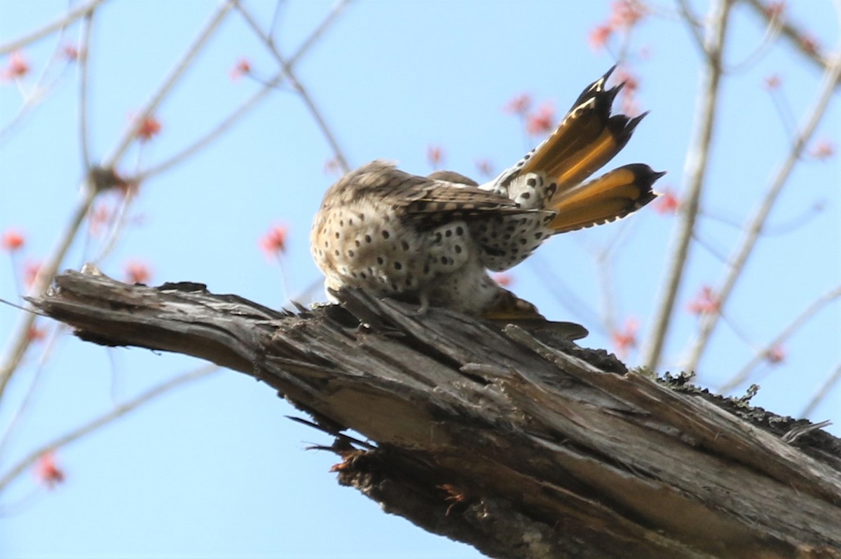 Northern Flicker (Yellow-shafted) - ML225516881