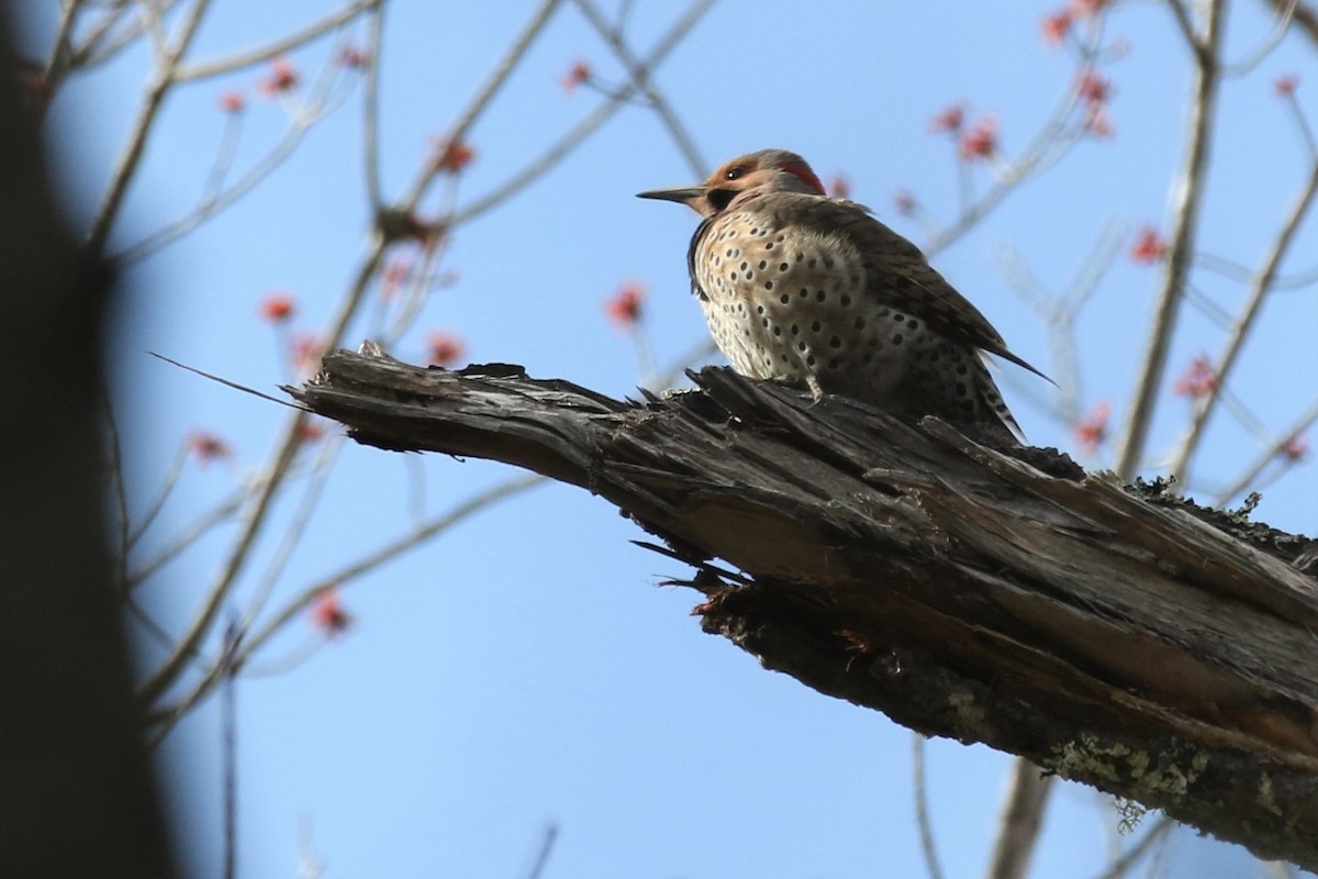 Northern Flicker (Yellow-shafted) - ML225516901