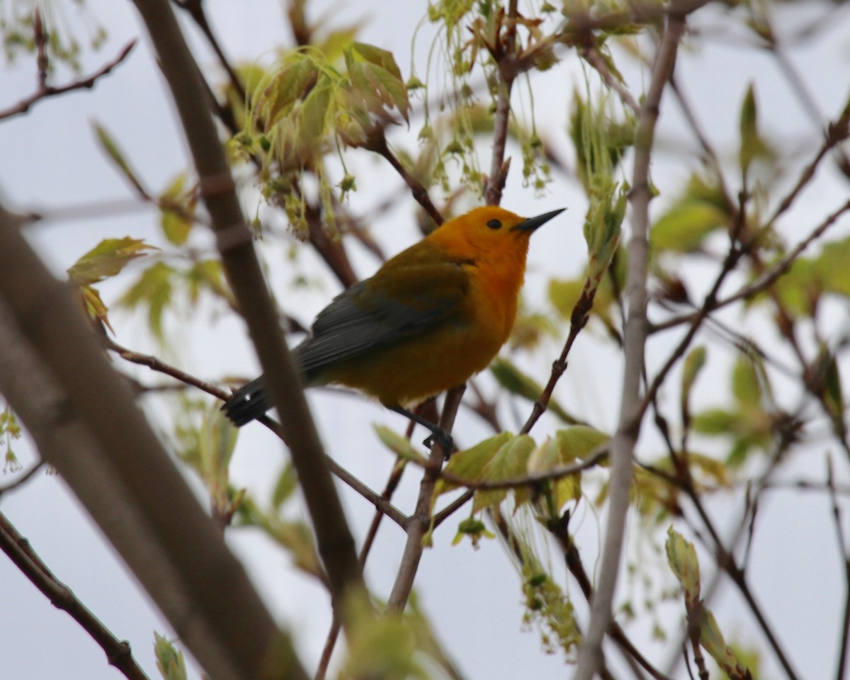 Prothonotary Warbler - ML225517181