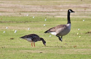 Greater White-fronted Goose, ML22552101