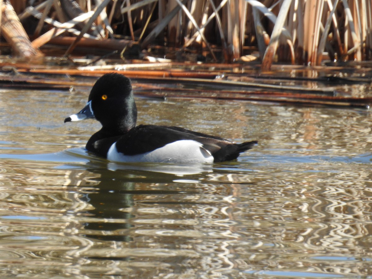 Ring-necked Duck - ML225525301