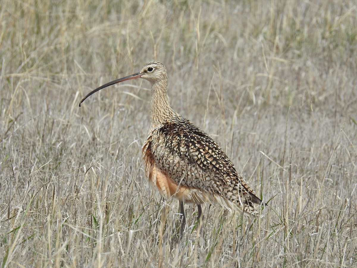 Long-billed Curlew - ML225528631