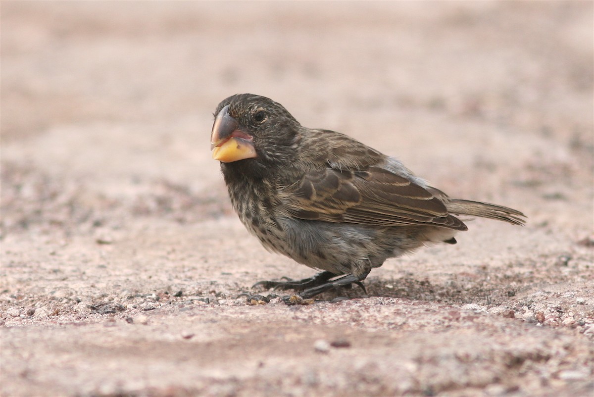 Large Ground-Finch - Michael O'Brien