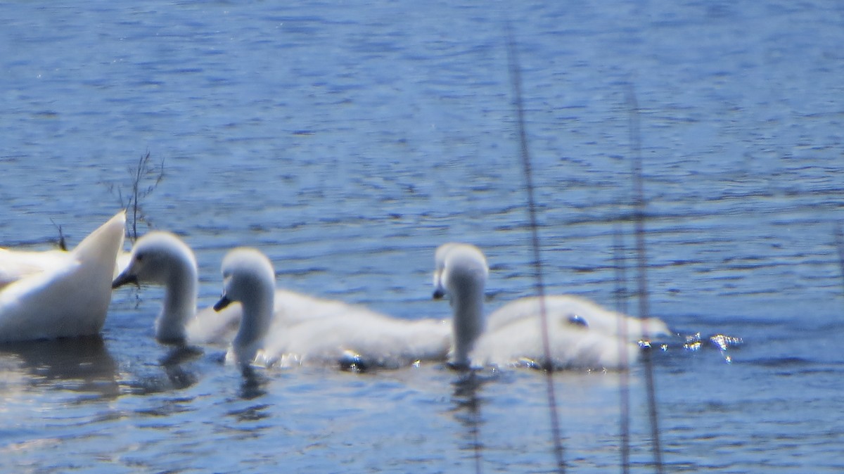Black-necked Swan - ML225532801