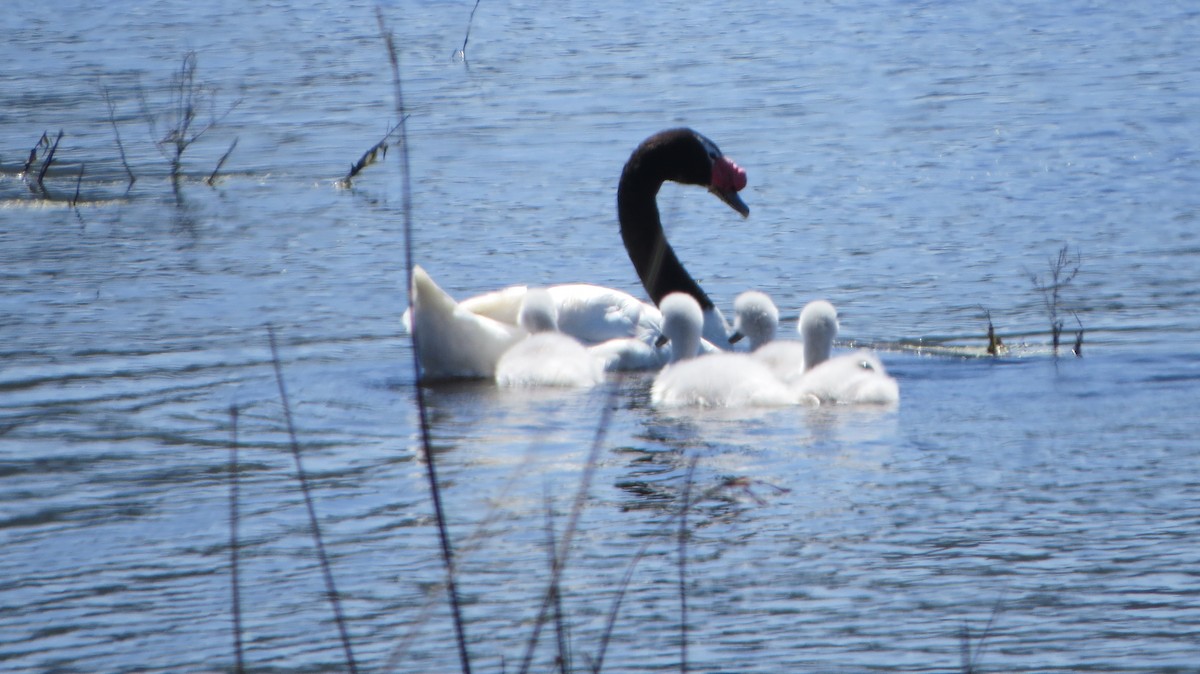 Black-necked Swan - ML225532811