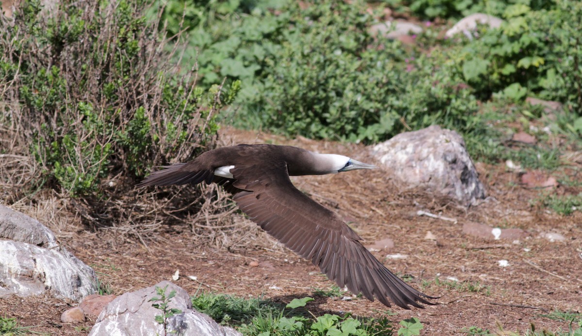 Brown Booby - ML22553341