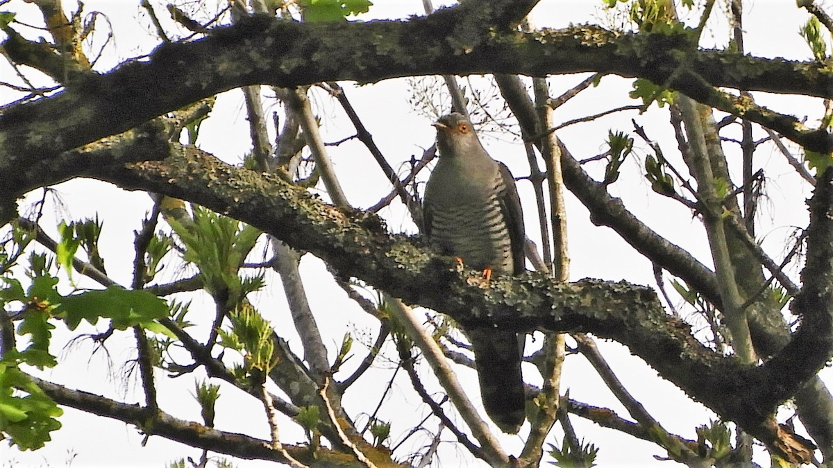 Common Cuckoo - Andy  Woodward
