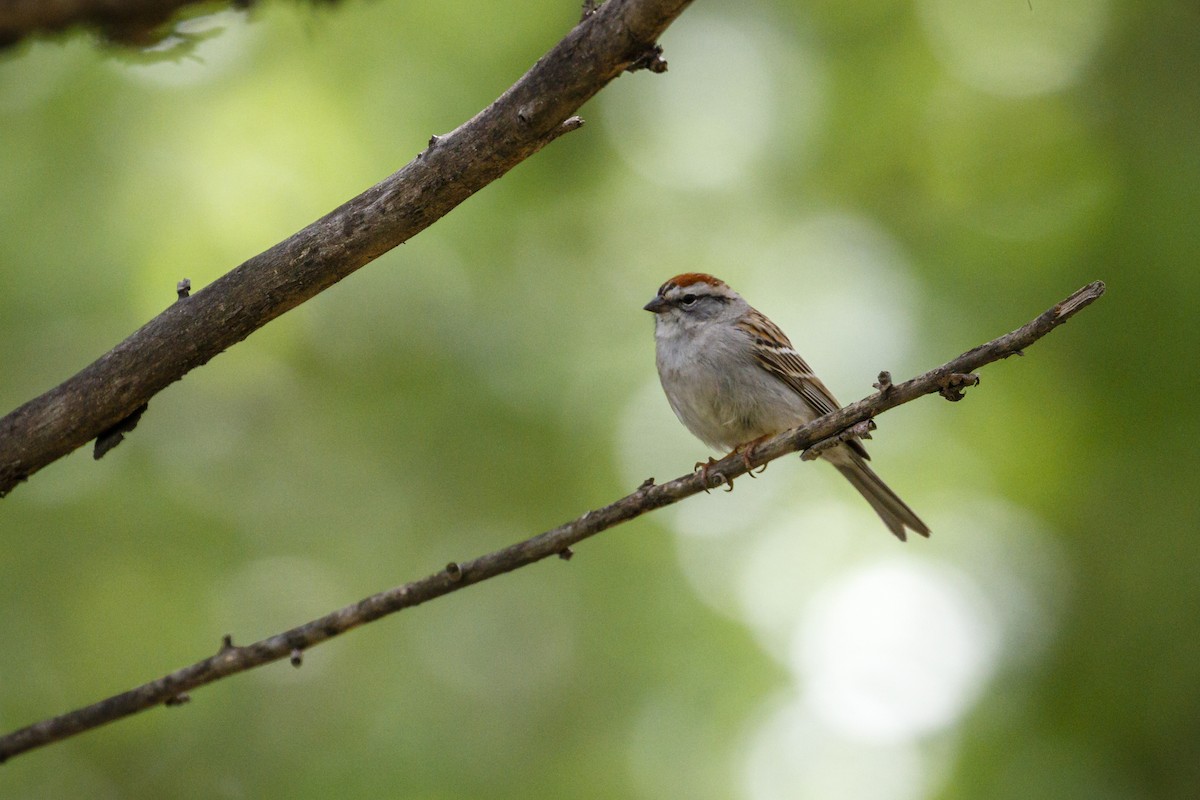 Chipping Sparrow - ML225534931