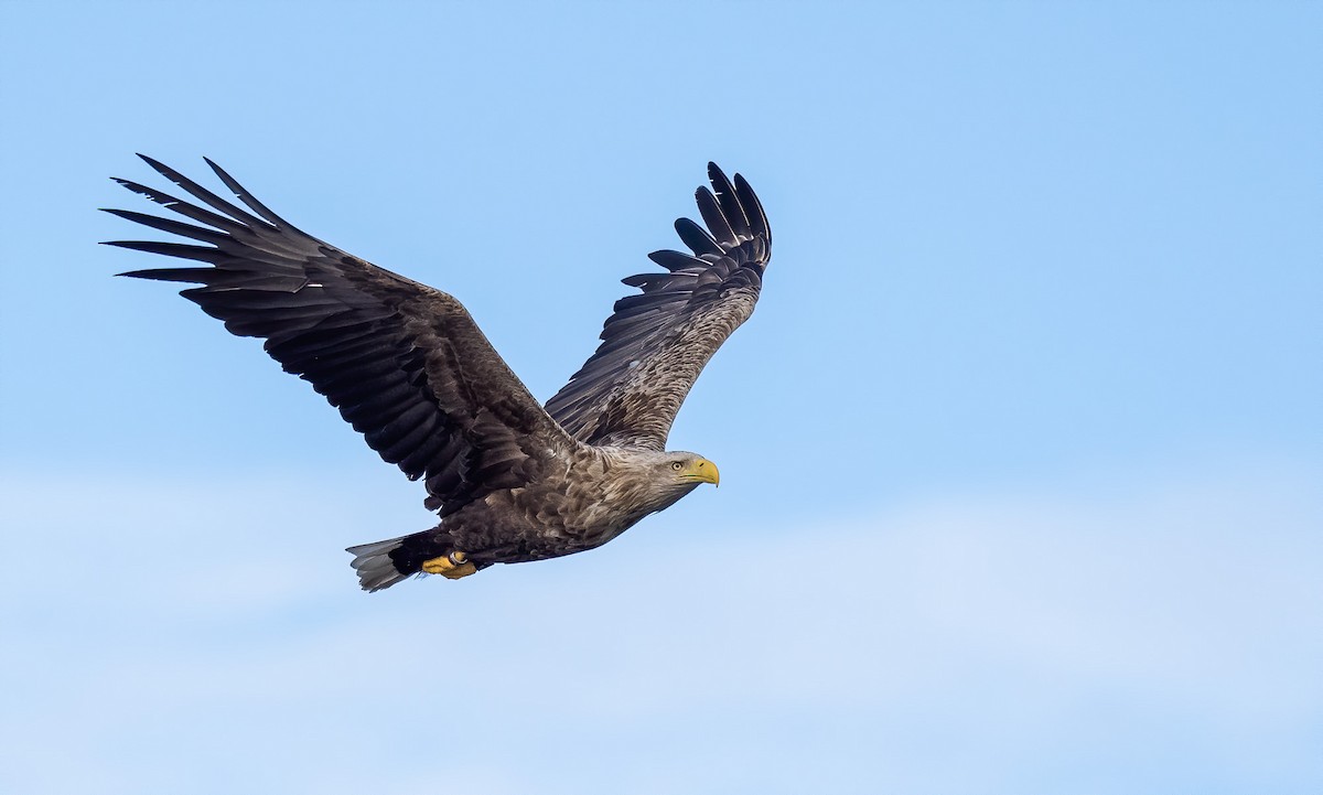 White-tailed Eagle - Matti Rekilä