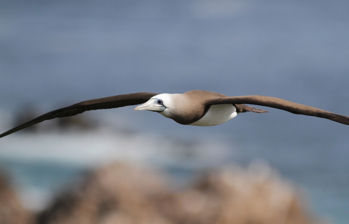 Brown Booby - ML22553681