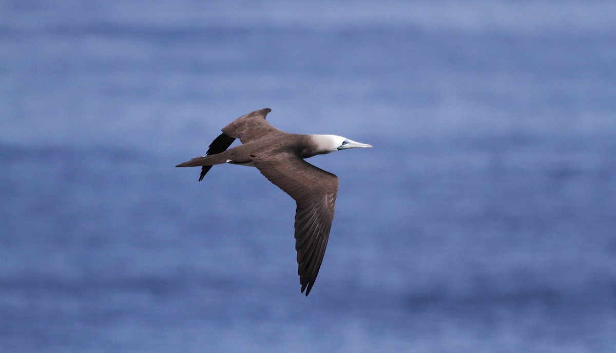 Brown Booby - ML22553721