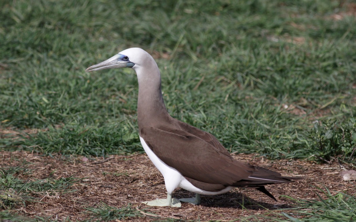 Brown Booby - ML22553731