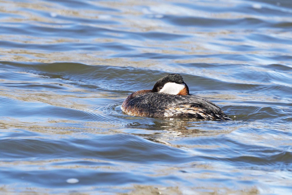 Red-necked Grebe - ML225537761