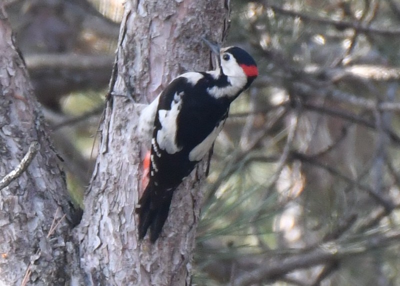 Syrian Woodpecker - Özgür Ekincioğlu