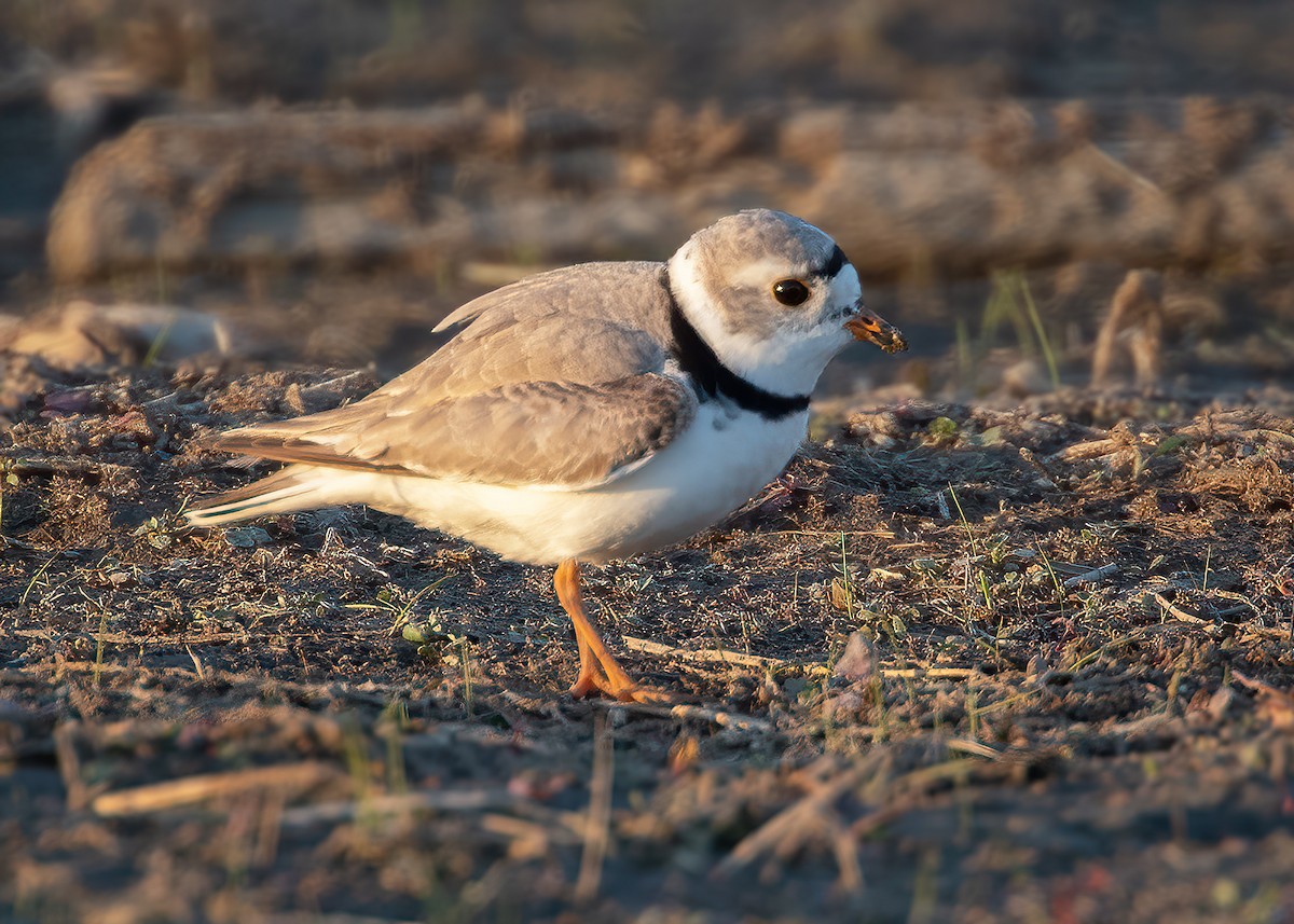 Piping Plover - Bill Blackledge