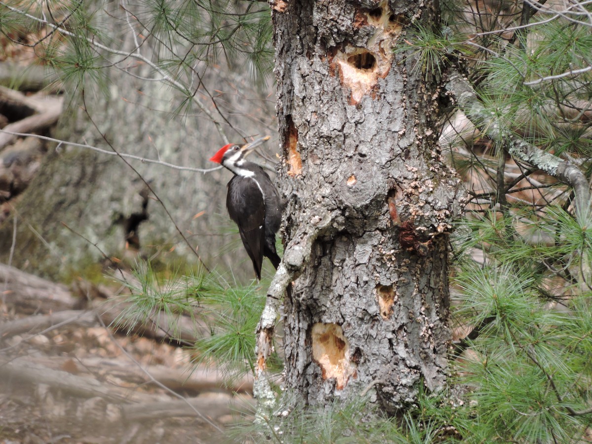 Pileated Woodpecker - Thomas Williams