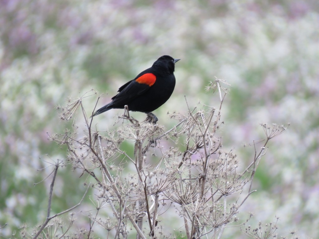 Red-winged Blackbird - ML225548451